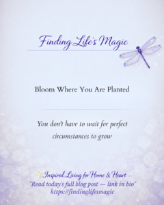 Bloom Where You Are Planted — faith encouragement blog post by Finding Life's Magic