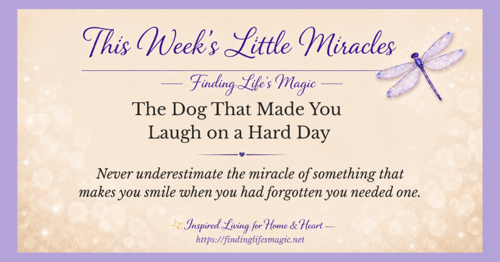 The Dog That Made You Laugh on a Hard Day blog post graphic from Finding Lifes Magic with inspirational quote about little miracles