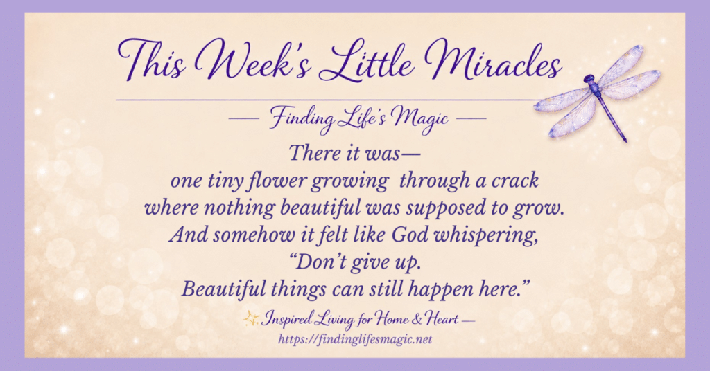 little miracles quote graphic with dragonfly and flower growing through a crack