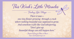 little miracles quote graphic with dragonfly and flower growing through a crack